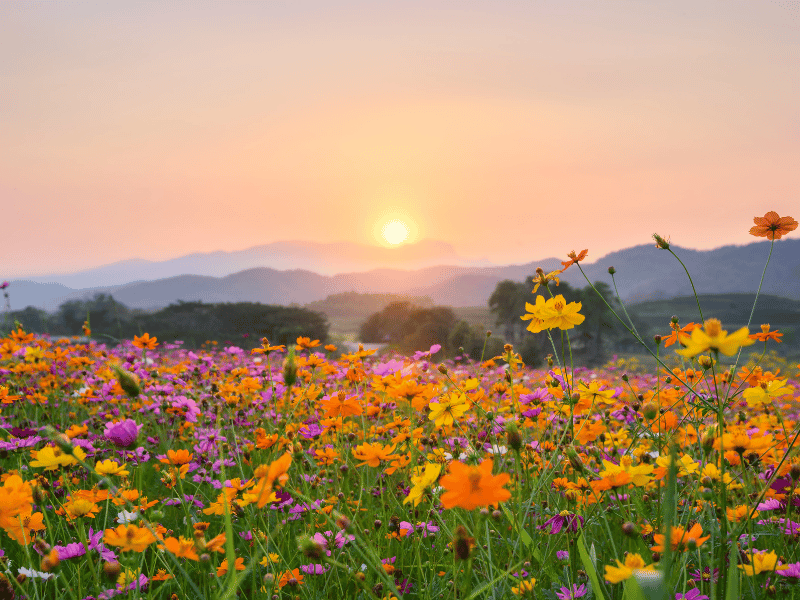 chuan-bi-gi-khi-di-du-xuan-dai-ngay