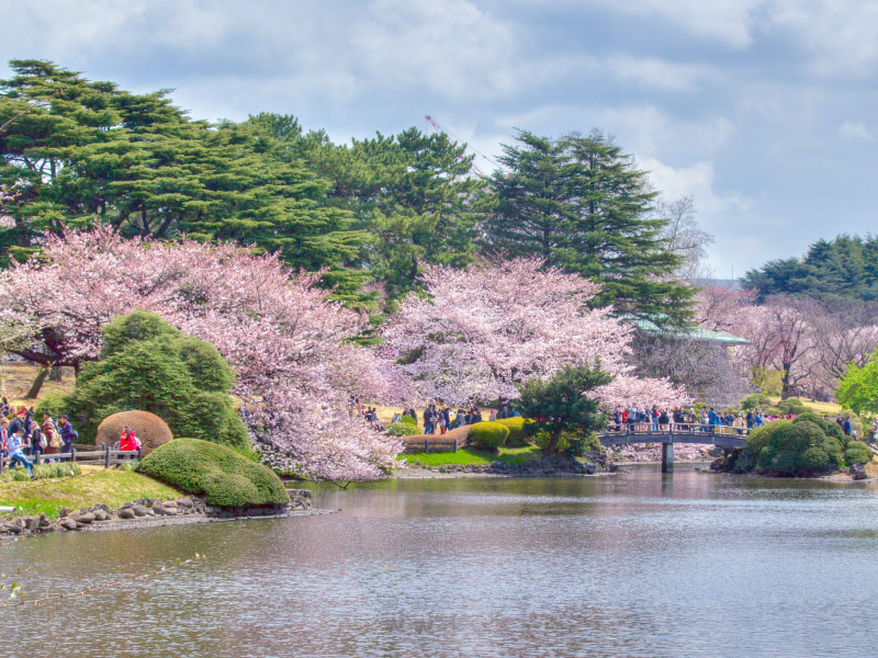 cong-vien-Shinjuku-Gyoen-diem-ngam-hoa-anh-dao-nhat-ban