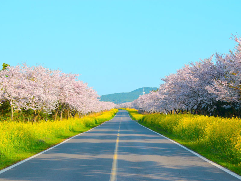 dao-jeju-diem-ngam-hoa-anh-dap-dep-nhat-han-quoc