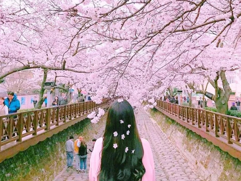 lich-hoa-anh-dao-han-quoc-2026