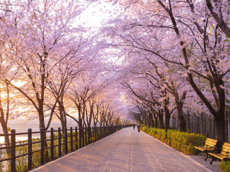 du-lich-han-quoc-mua-nao-dep-nhat-1