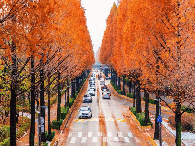 du-lich-han-quoc-mua-nao-dep-nhat-3