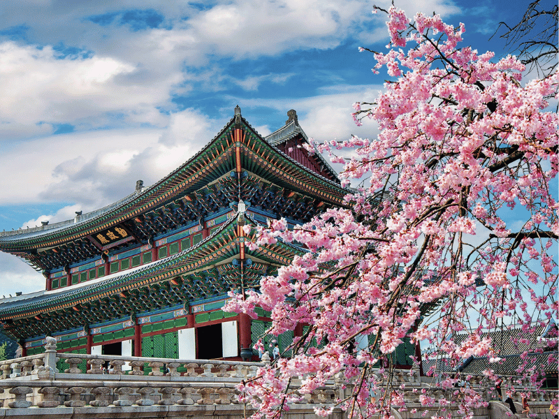 mua-hoa-anh-dao-han-quoc-1