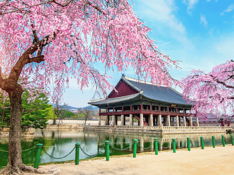 mua-hoa-anh-dao-han-quoc-2-1