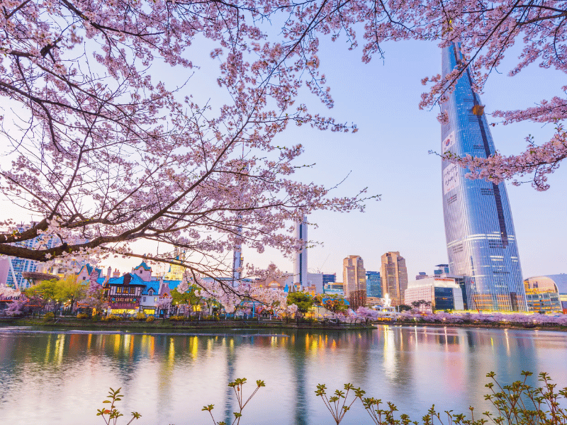 mua-hoa-anh-dao-han-quoc-4-1