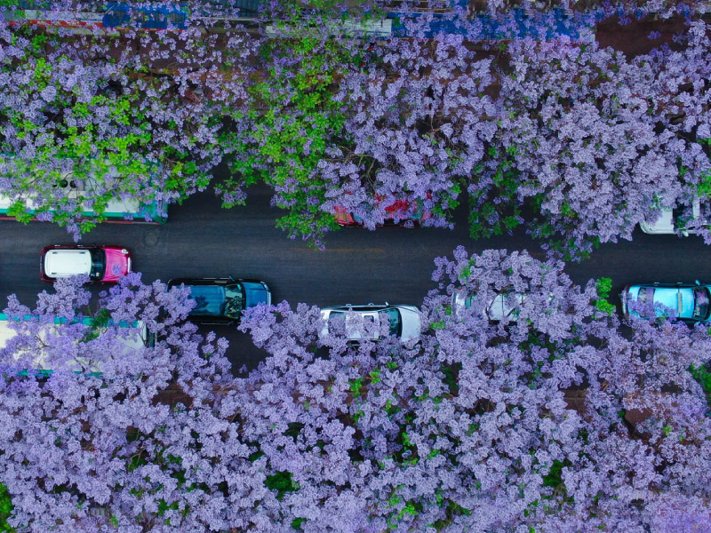 ve-dep-con-minh-mu-hoa-phuong-tim