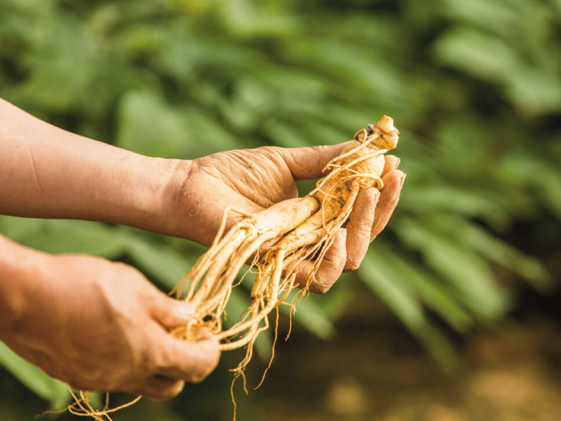 luu-y-khi-mua-nhan-sam-va-nam-linh-chi