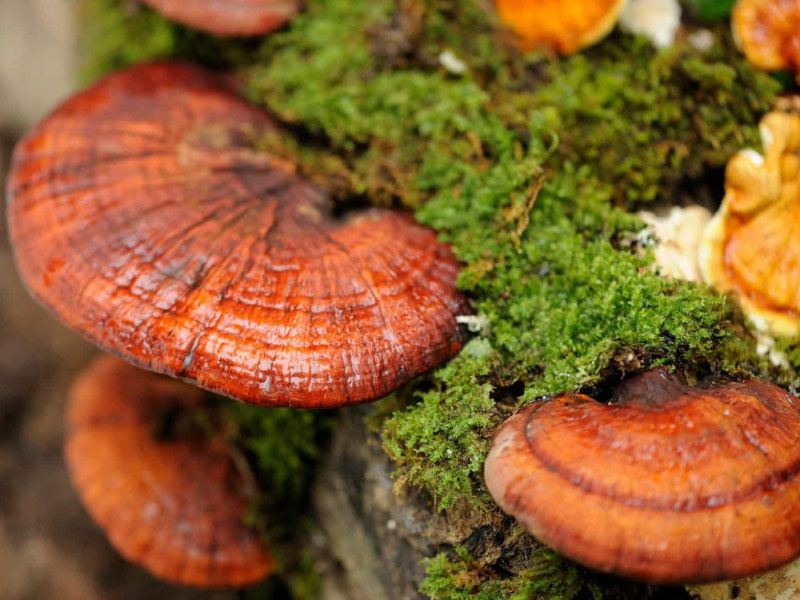 nam-lih-chi-han-quoc