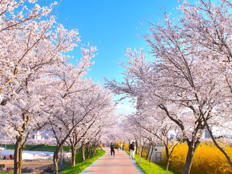 san-hoa-anh-dao-dai-lo-Yeouido