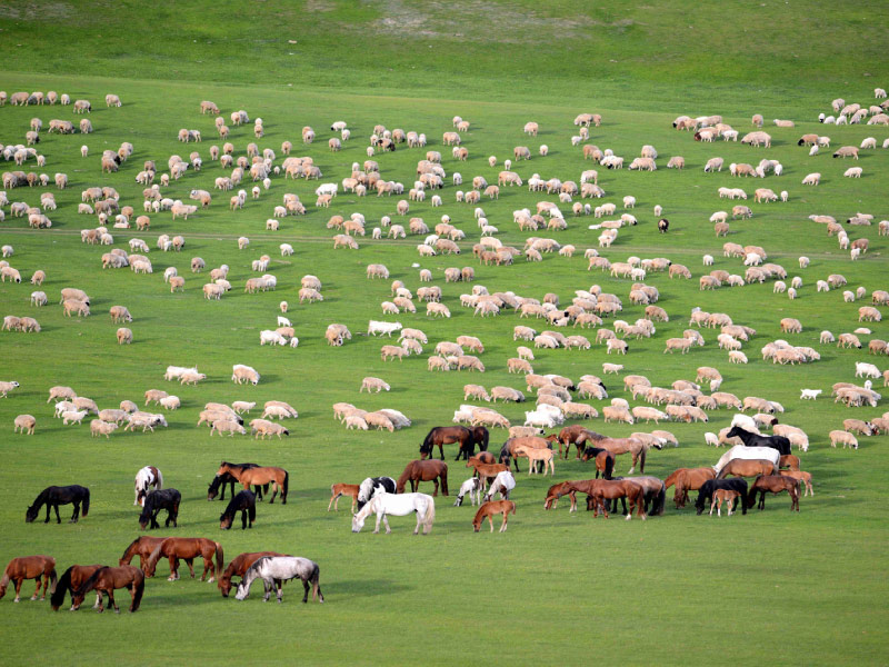 thao-nguyen-Xilamuren-tour-noi-mong-5n4d thao-nguyen-Xilamuren-tour-noi-mong-5n4d