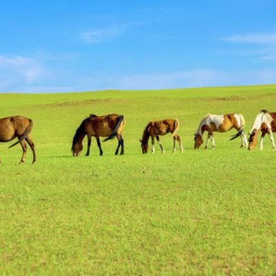 thao-nguyen-noi-mong-ordos-5n4d