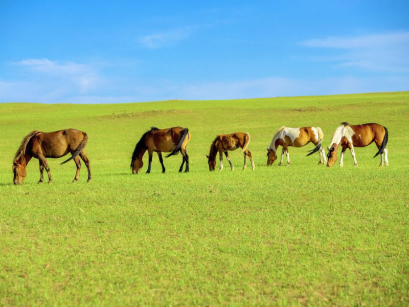 thao-nguyen-noi-mong-ordos-5n4d thao-nguyen-noi-mong-ordos-5n4d