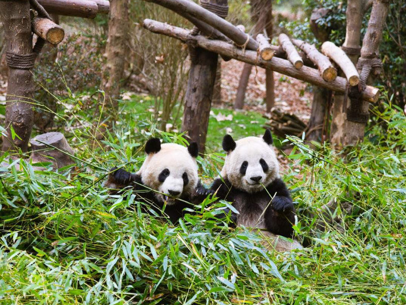 cong-vien-gau-truc-thanh-do-tour-cuu-trai-cau-6n5d cong-vien-gau-truc-thanh-do-tour-cuu-trai-cau-6n5d