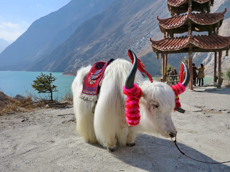 bo-yak-tay-tang