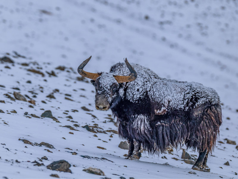 bo-yak-vuot-nui-himalaya