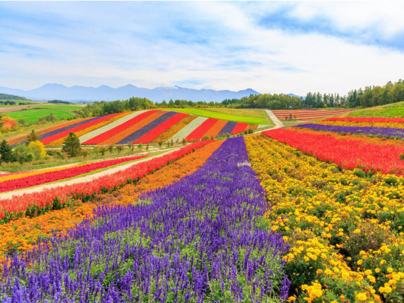 hokkaido-diem-du-lich-chau-a-thang-7