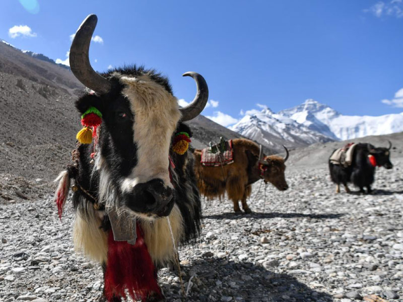su-that-thu-vi-ve-bo-yak