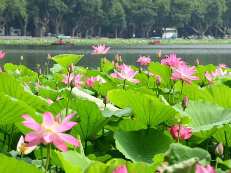 binh-ho-thu-nguyet-mua-sen-tay-ho