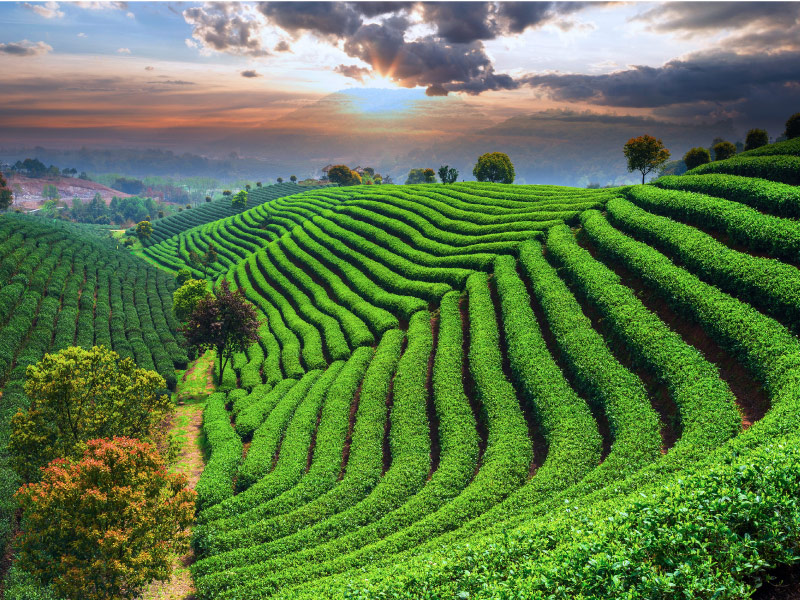 doi-che-long-tinh-hang-chau