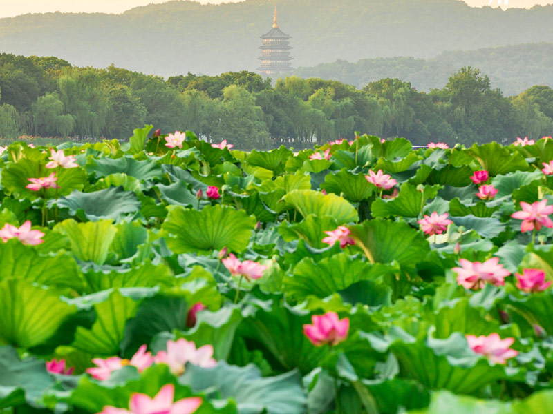 mua-hoa-sen-tay-ho-hang-chau