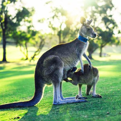 vuon-thu-hoang-da-tour-du-lich-sydney-uc