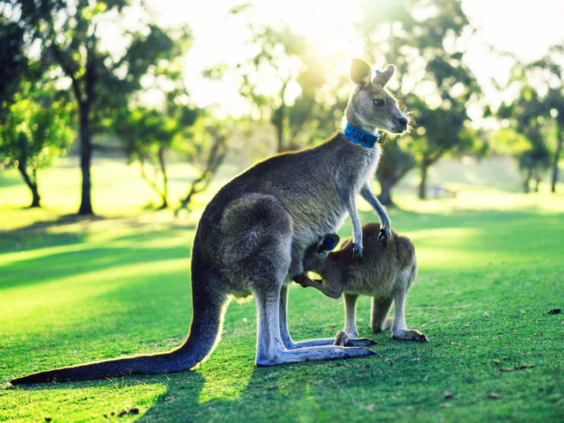 vuon-thu-hoang-da-tour-du-lich-sydney-uc vuon-thu-hoang-da-tour-du-lich-sydney-uc