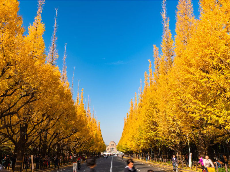 Icho-Namiki-tour-hoi-cho-nhat-ban-2026