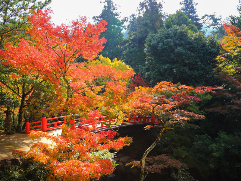 Miyajima-diem-du-lich-nhat-ban-mua-thu
