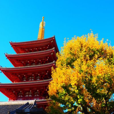 chua-Asakusa-tour-hoi-cho-nhat-ban-2026