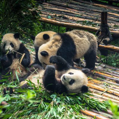 cong-vien-gau-truc-tour-cuu-trai-cau-mua-thu