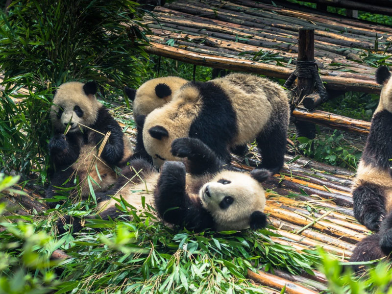 cong-vien-gau-truc-tour-cuu-trai-cau-mua-thu cong-vien-gau-truc-tour-cuu-trai-cau-mua-thu