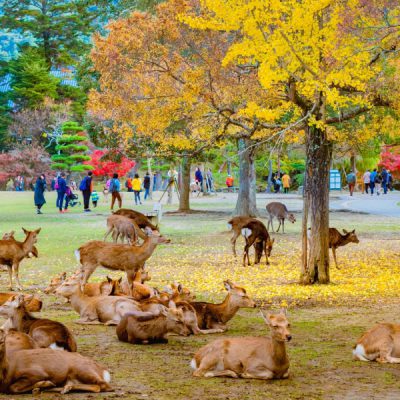 cong-vien-nai-nara-hoi-cho-nhat-ban-2026