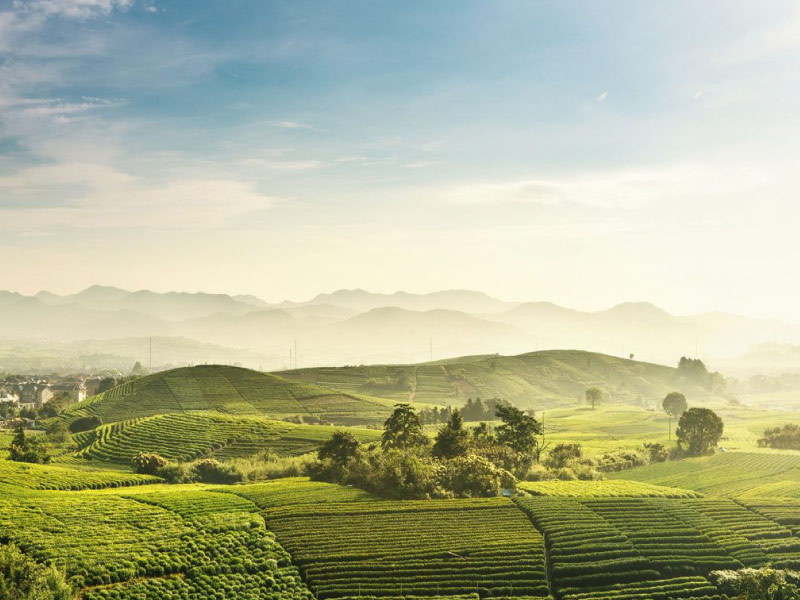 do-che-long-tinh-hang-chau