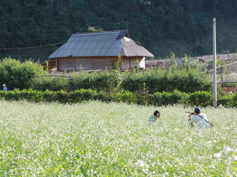 hoa-cai-trang-mua-hoa-moc-chau