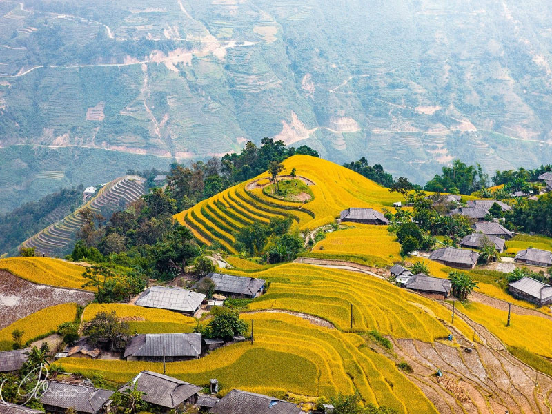 hoang-su-phi-ha-giang-mua-lua-chin