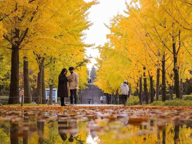 seoul-forest-han-quoc-mua-thu