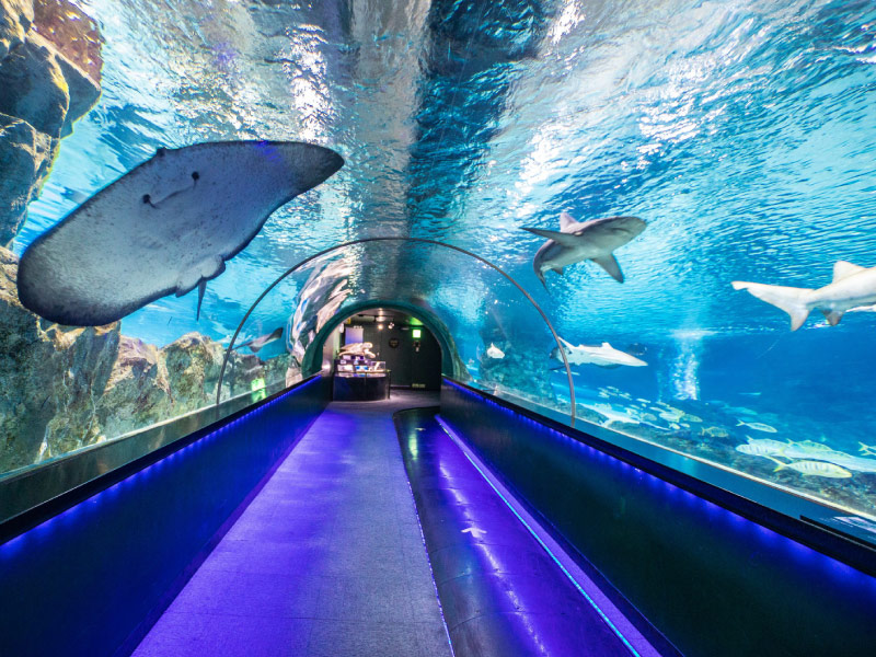 the-gioi-dai-duong-COEX-Aquarium