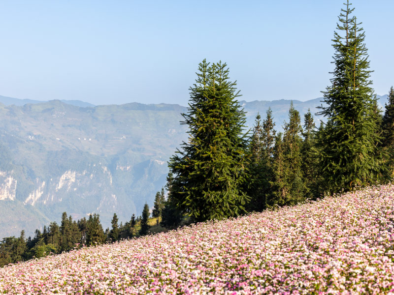trai-nghiem-san-hoa-tam-giac-mach-ha-giang-mua-thu
