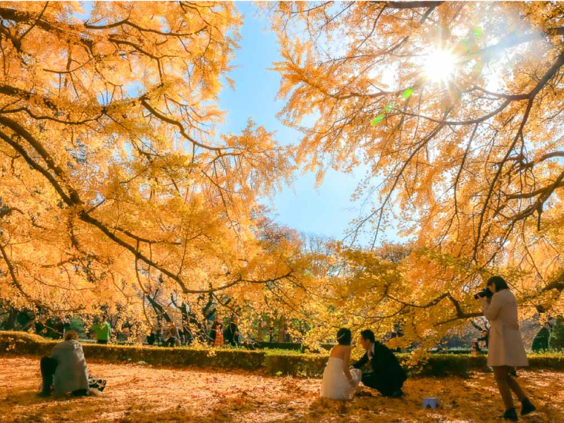 vuon-quoc-gia-Shinjuku-Gyoen