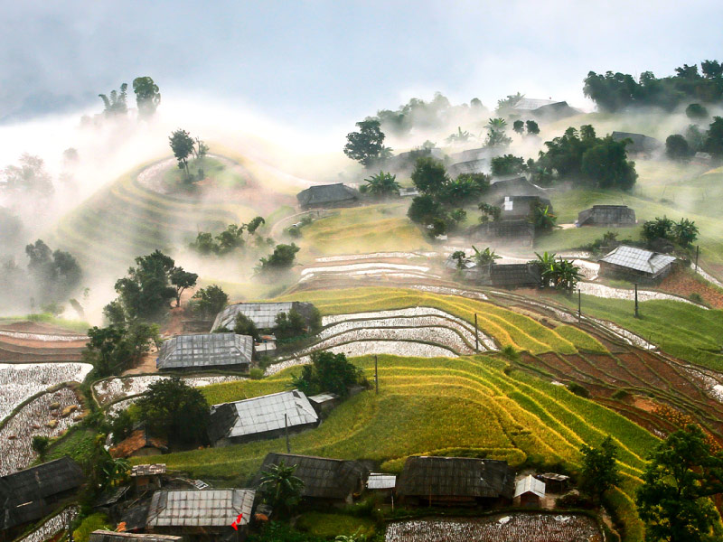 hoang-su-phi-mua-lua-chin-dong-tay-bac