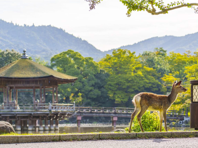 nara-thanh-pho-du-lich-nhat-ban