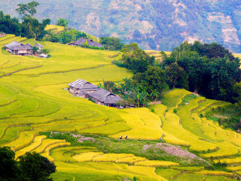sapa-mua-lua-chin-vangdong-tay-bac