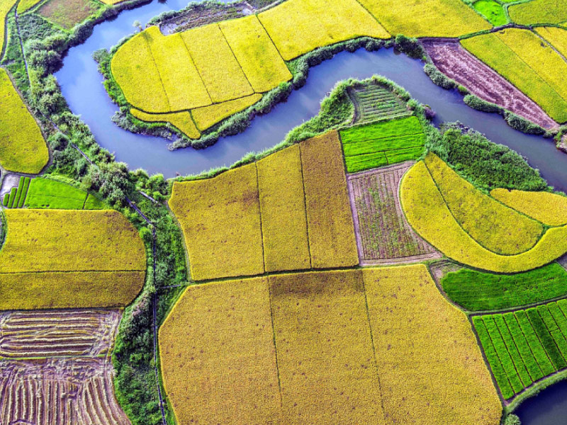 thung-lung-bac-son-kinh-nghiem-mua-lua-chin