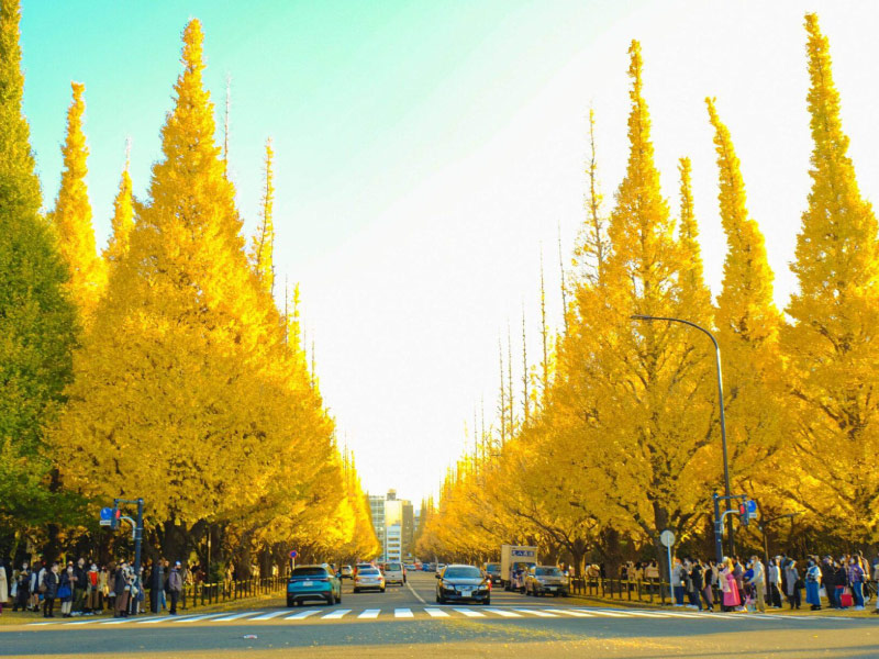 tokyo-du-lich-nhat-ban-thang-11-1