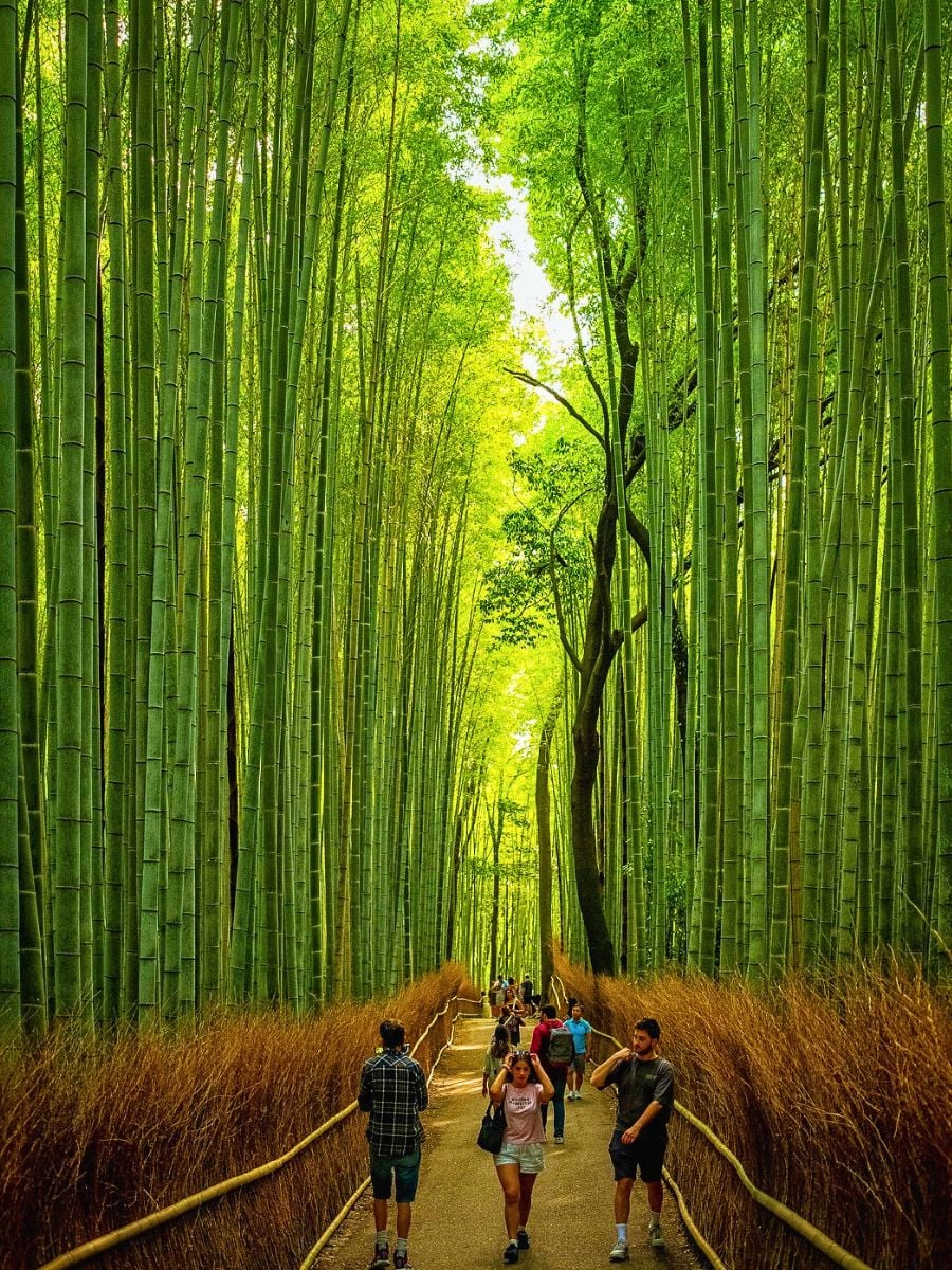 di-chuyen-den-rung-tre-Arashiyama-Kyoto