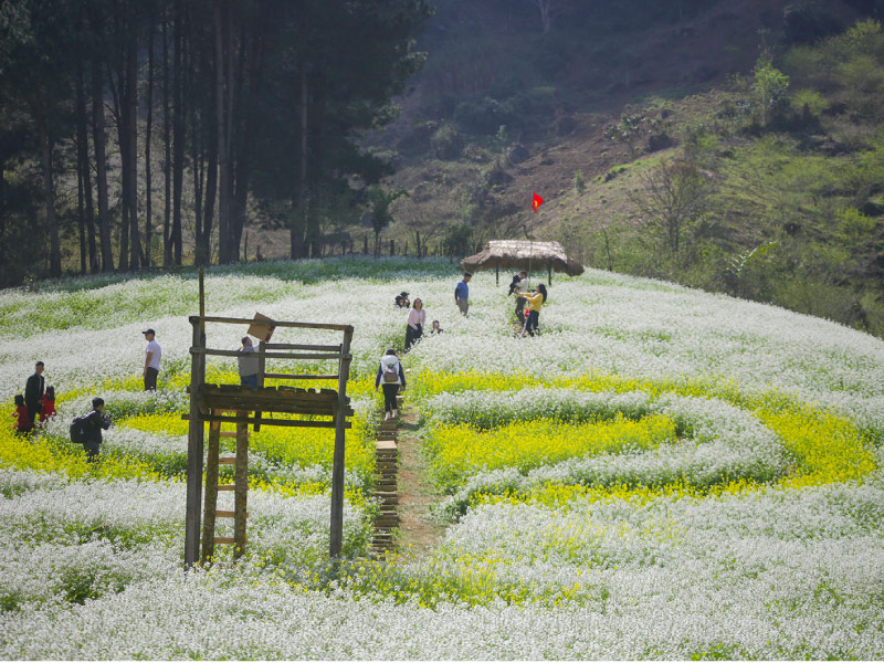 hoa-cai-trang-moc-chau
