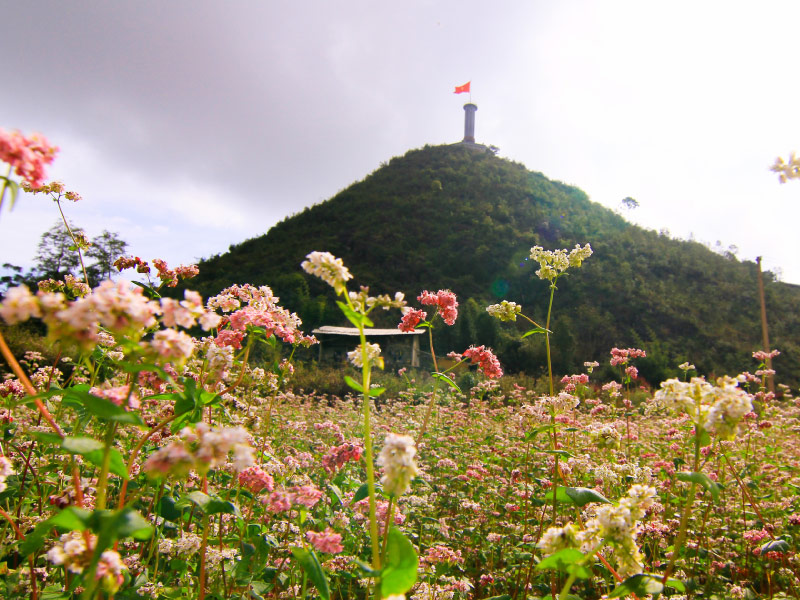 hoa-tam-giac-mach-ha-giang-duoi-chan-cot-co-lung-cu