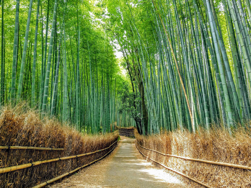 rung-tre-Arashiyama-o-dau