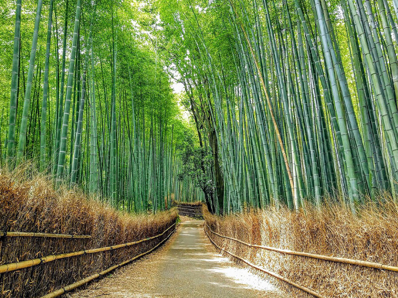 rung-truc-Arashiyama-diem-tham-quan-nhat-ban