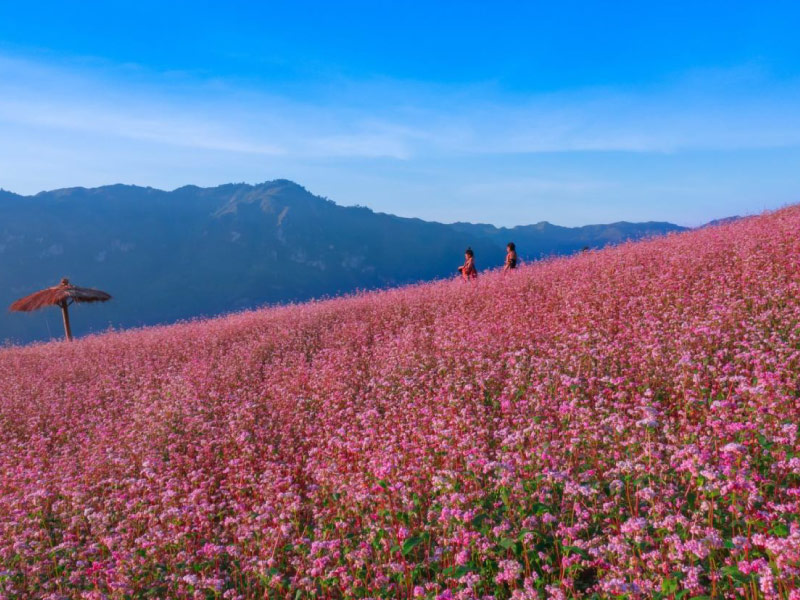 vong-doi-hoa-tam-giac-mach-ha-giang